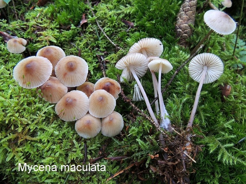 Mycena maculata-amf1342.jpg - Mycena maculata ; Nom français: Mycène tachetée